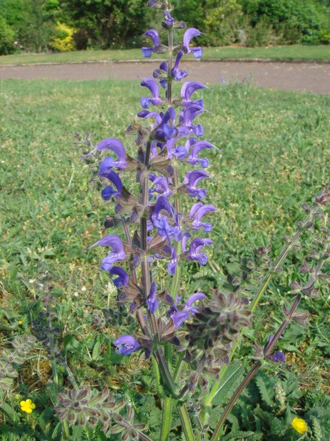 Salvia pratensis fleur